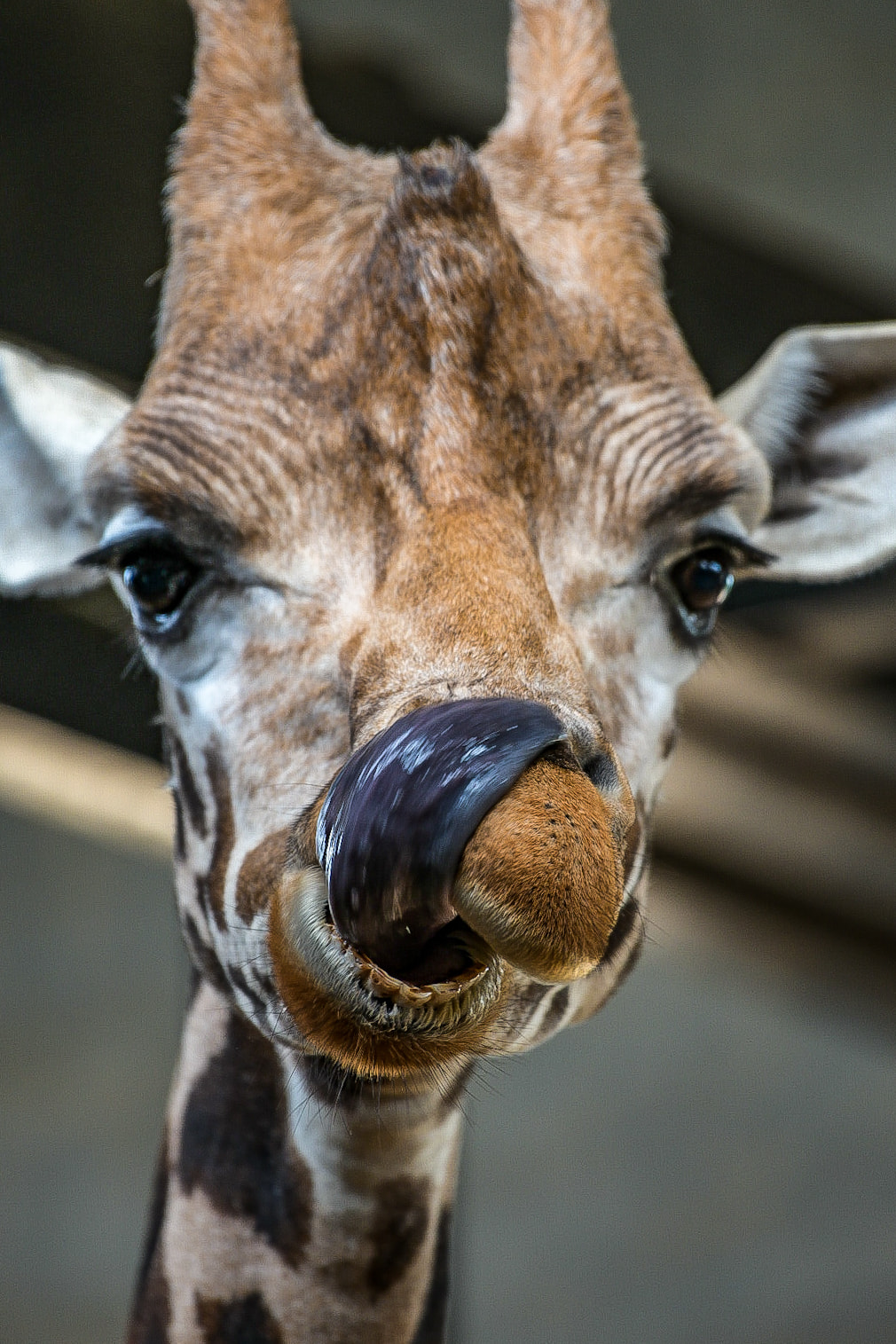 Giraffe licking its face